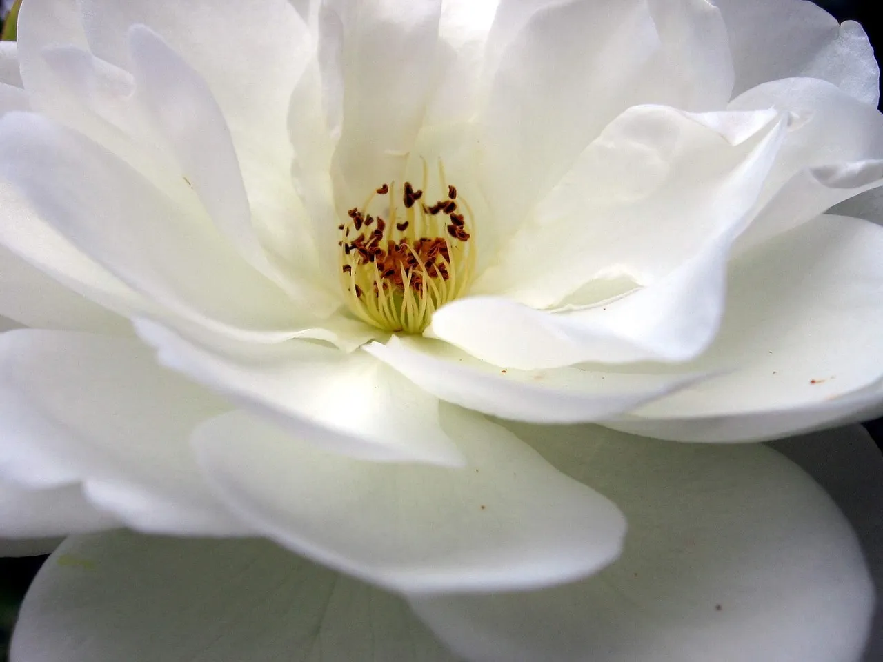 Meadowlark Botanical Garden wedding by Amy Wu Photography